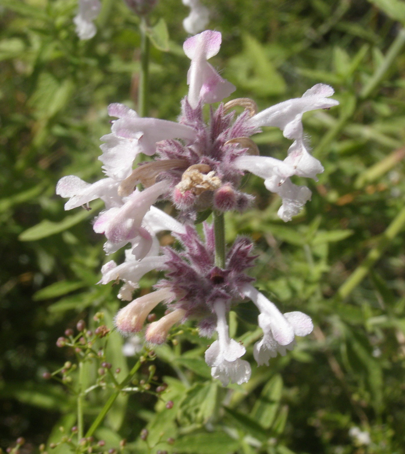 Nepeta nepetella / Gattaia minore